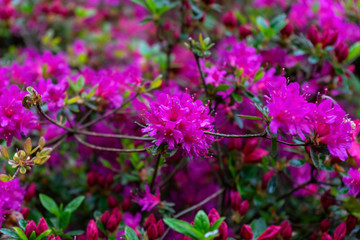 pink flowers of Rhododendron, Azalea as nature background.