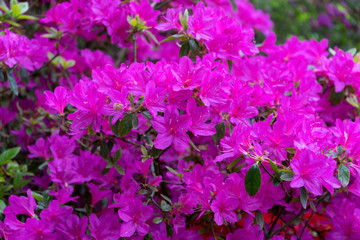 pink flowers of Rhododendron, Azalea as nature background.