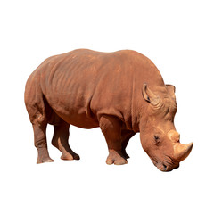 Fototapeta premium White rhino Isolated from the white background.