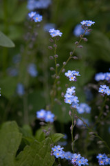 forget-me-not 