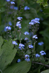 forget-me-not 