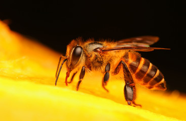 Bee finds food in the flower garden.