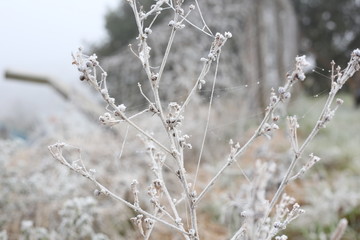Flowers, twings, fence with spider webs covered in frost.