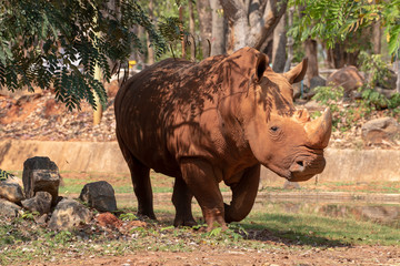 White rhinoceros is eating food.