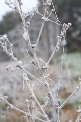 Flowers, twings, fence with spider webs covered in frost.