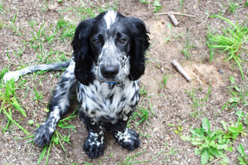 Adorable russian spaniel black and white sitting on in field and looking at camera. Puppy of hunting dog.