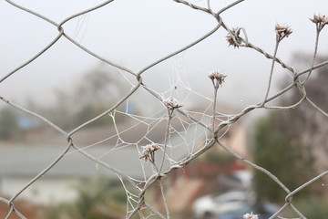 Flowers, twings, fence with spider webs covered in frost.