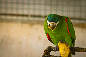 Obraz premium chestnut fronted macaw is eating corn.