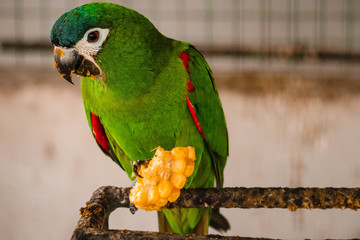 chestnut fronted macaw  is eating corn.