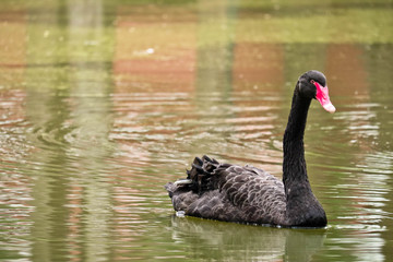 Black Swan is swimming