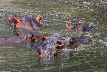 Fototapeta premium Five Hippopotamus Hippopotamus amphibius hippo heads above water hairy ears submerged Mara river Masai Mara Reserve Kenya East Africa