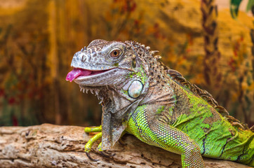 Beautiful exotic iguana shows tongue