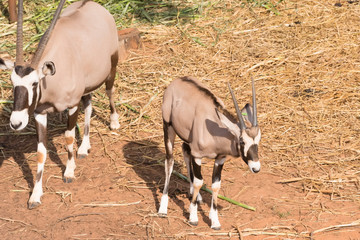 Picture gemsbok Standing Against on ground Reddish brown