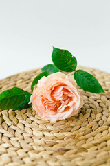peach rose in a wicker napkin on white background