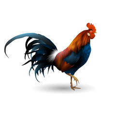 Rooster isolated. Realistic style