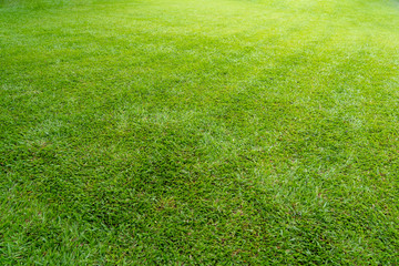 Green meadow grass field for background
