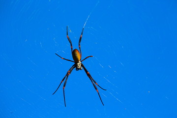 spider and web