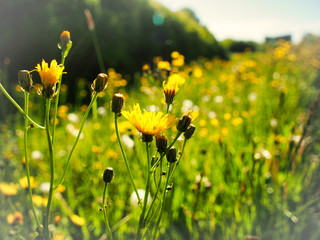 Obraz premium Pure Entspannung auf der Schwäbischen Alb mit bunten Blümchen