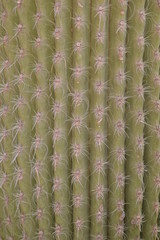 ogród botaniczny z kaktusami Majorelle, Maroko, Marrakesh - obrazy, fototapety, plakaty