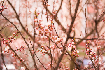 spring flowers on the trees against the sky