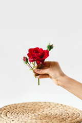 beautiful rose in hand over napkin on white background