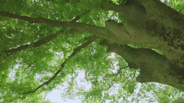 ki_0606-4日光が差し込む瑞々しい新緑の木