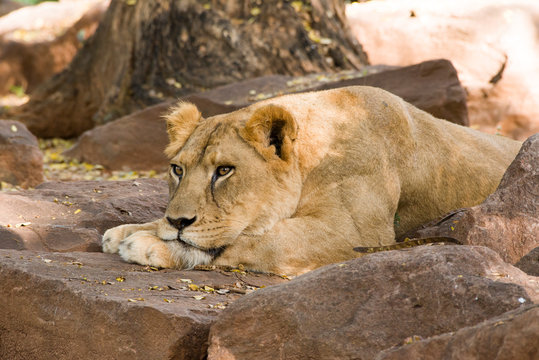 The female lion is relaxation on the rock.