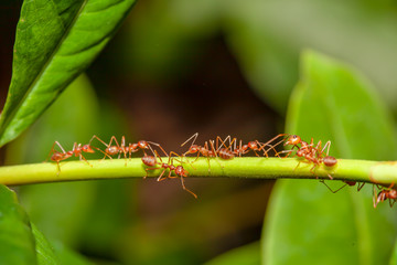 Close up red ant on stick tree in nature at thailand