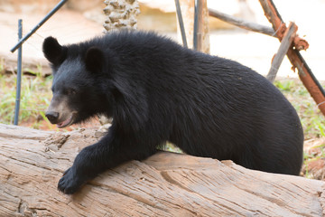 Asiatic black bear, Live in the forest with abundant and cool weather,In East Asia.