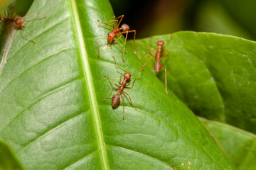 Close up crowd red ant on green leaf in nature at thailand