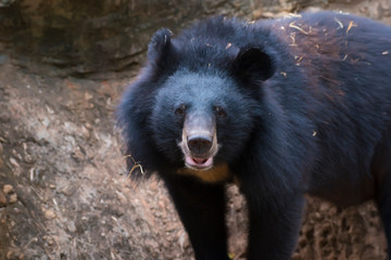 Asiatic black bear, Live in the forest with abundant and cool weather,In East Asia.