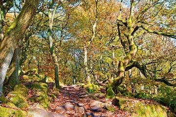 Fototapeta premium Manmade pathway through Padley Gorge, Grindleford, Derbyshire