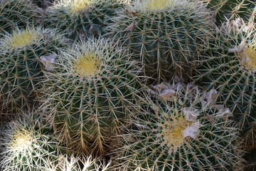 ogród botaniczny z kaktusami Majorelle, Maroko, Marrakesh