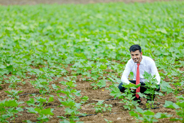 agronomist at cotton field and showing plant