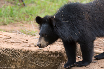 Asiatic black bear, Live in the forest with abundant and cool weather,In East Asia.