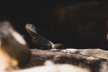 lizard on rock