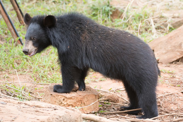 Asiatic black bear, Live in the forest with abundant and cool weather,In East Asia.