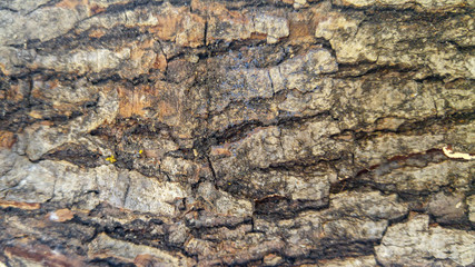 old dry wooden piece background