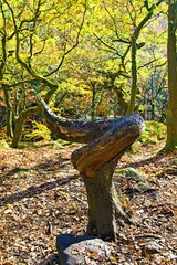 Twisted nature in Padley Gorge, Grindleford, Derbyshire