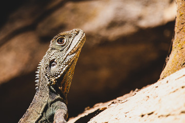 iguana on rock