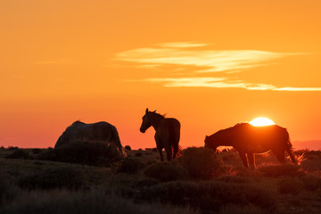 Fototapeta na wymiar Wild Horses in a Beautiful High Desert Sunrise