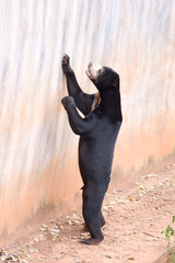 Malayan sun bear are walking relax on the rock.