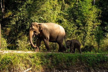Fototapeta na wymiar Happy group of Asian elephants enjoy life in Chiang Mai, Thailand.