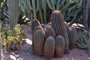 ogród botaniczny z kaktusami Majorelle, Maroko, Marrakesh - obrazy, fototapety, plakaty