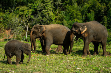Naklejka na ściany i meble Wild Asian elephants and little baby enjoy lifestyle with natural environment in Chiang Mai, Northern Thailand.
