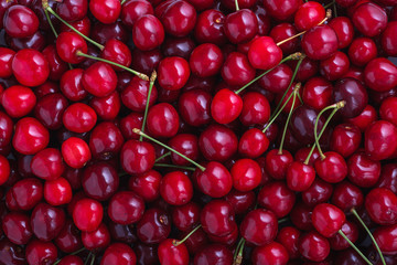 Close up of pile of ripe cherries with stalks. Large collection of fresh red cherries. Ripe cherries background.