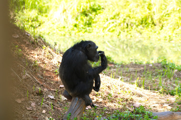 Chimpanzee,animal with brains nearby mankind.