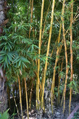 las bambusowy - obrazy, fototapety, plakaty