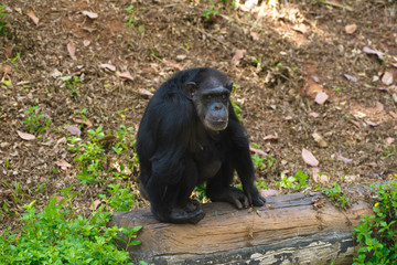 Chimpanzee,animal with brains nearby mankind.