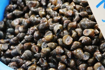 Fresh shellfish for cooking in the market